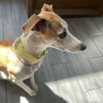 Italian Greyhound Whippet Martingale wide adjustable dog collar patterned cotton collar photo review