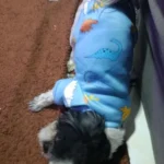 Cute pet vest T - shirts photo review