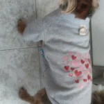 Spring Dog Fashion Shirts photo review