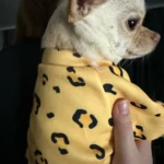 Cute pet vest T - shirts photo review