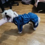 All-inclusive Raincoat for Large Dogs photo review