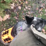 Pet harness, Leash, Collar, Drool bib, Dog clothes, Set photo review