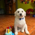 Pet Birthday Hat photo review