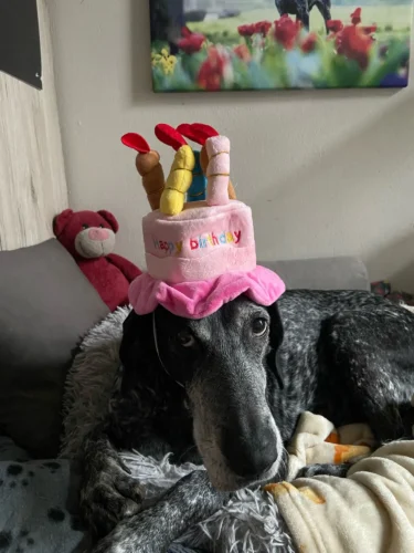 Pet Birthday Hat photo review