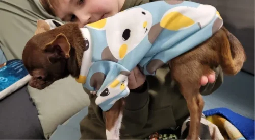 Cute pet vest T - shirts photo review