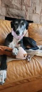 Italian Greyhound Whippet Martingale wide adjustable dog collar patterned cotton collar photo review